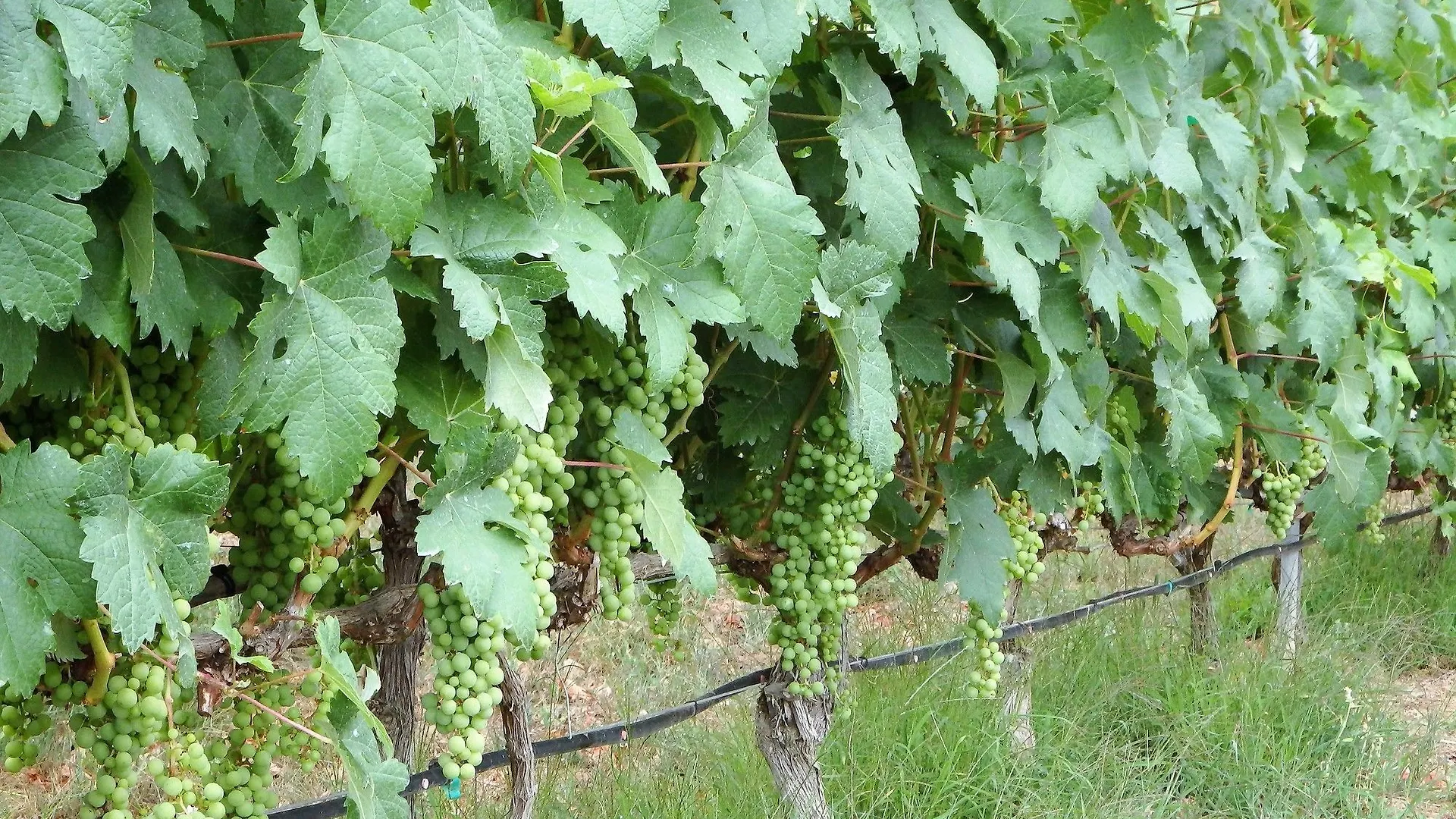El Lagar Villa Icod De Los Vinos